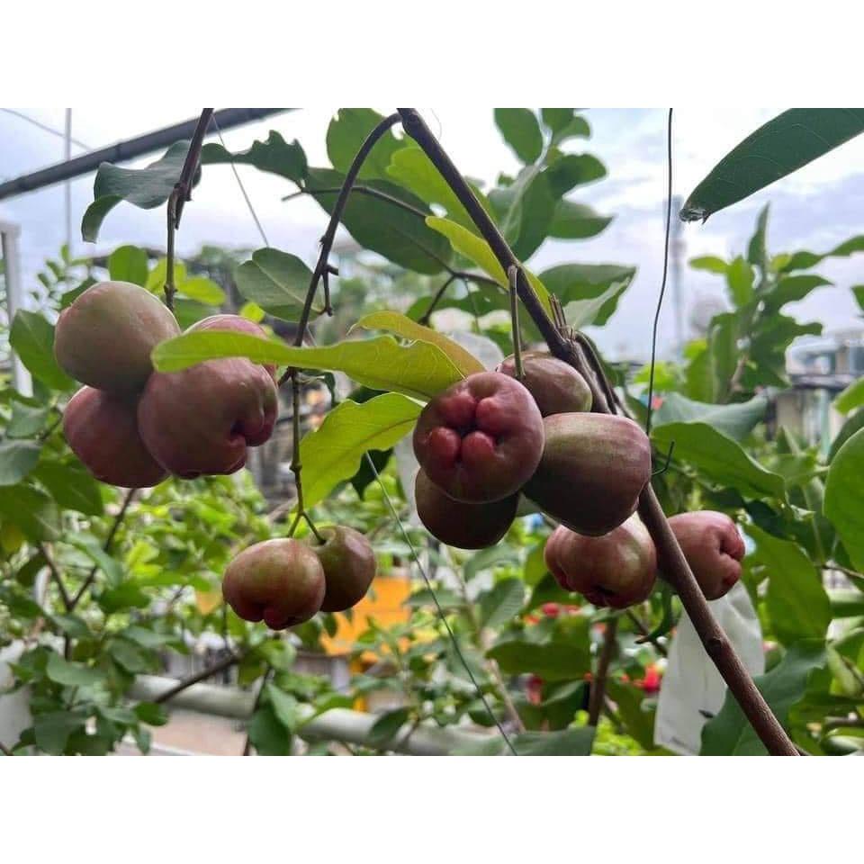 Cây Giống mận Đường Thái Lùn