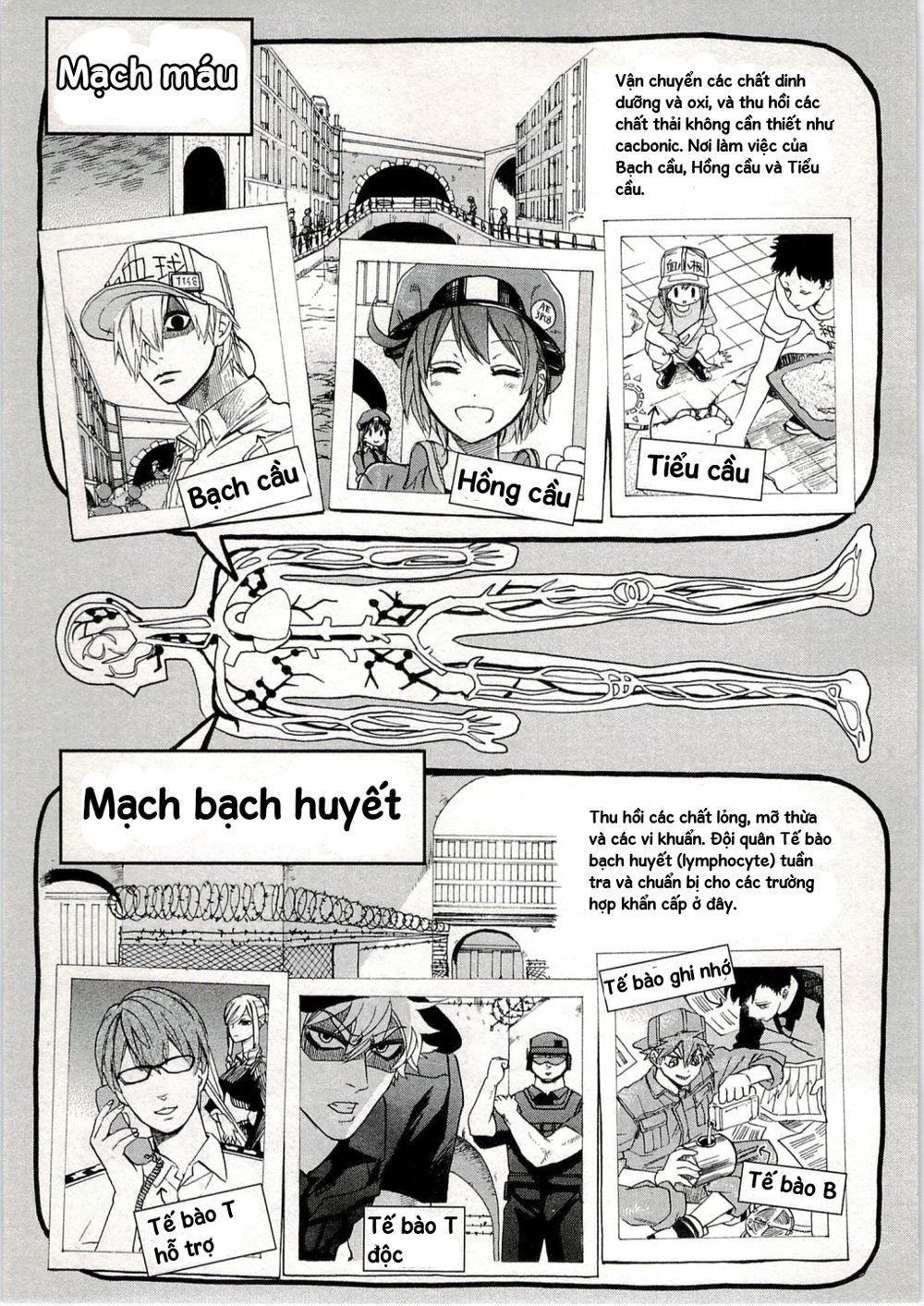 hataraku saibou! chapter 3 34