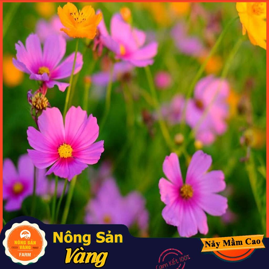 Combo Hạt giống 5 loại hoa