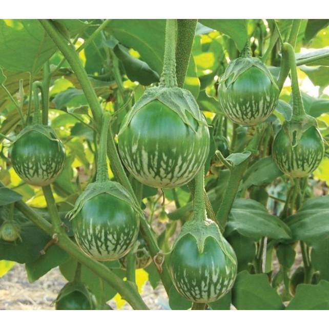 Hạt giống cà bát xanh 1gr cao sản