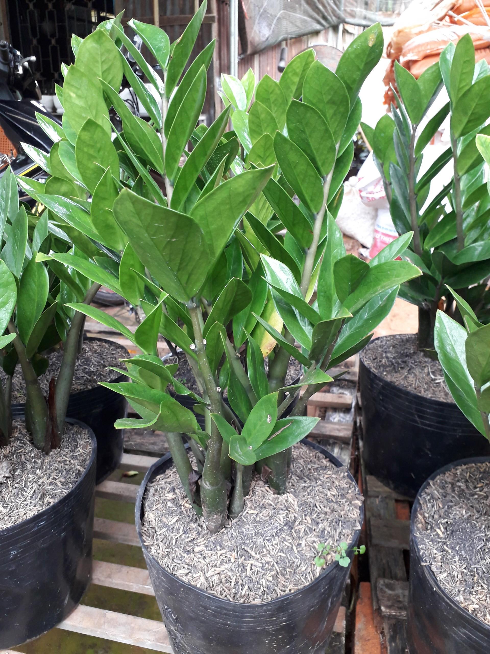 CÂY KIM TIỀN [ CÂY PHONG THỦY TỐT &amp; ĐẸP NHƯ HÌNH ] &amp;