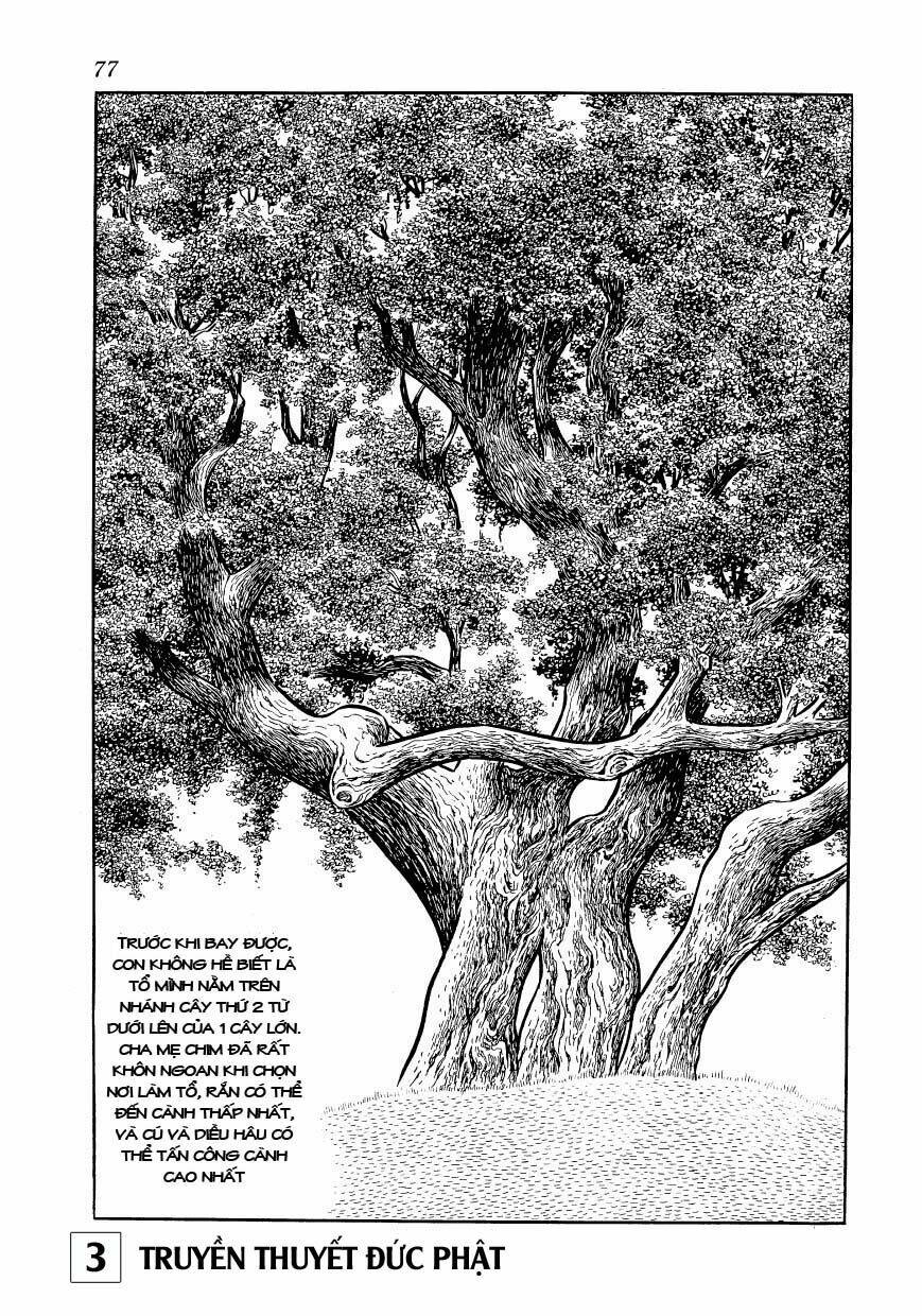 buddha - truyền thuyết đức phật chapter 14 30