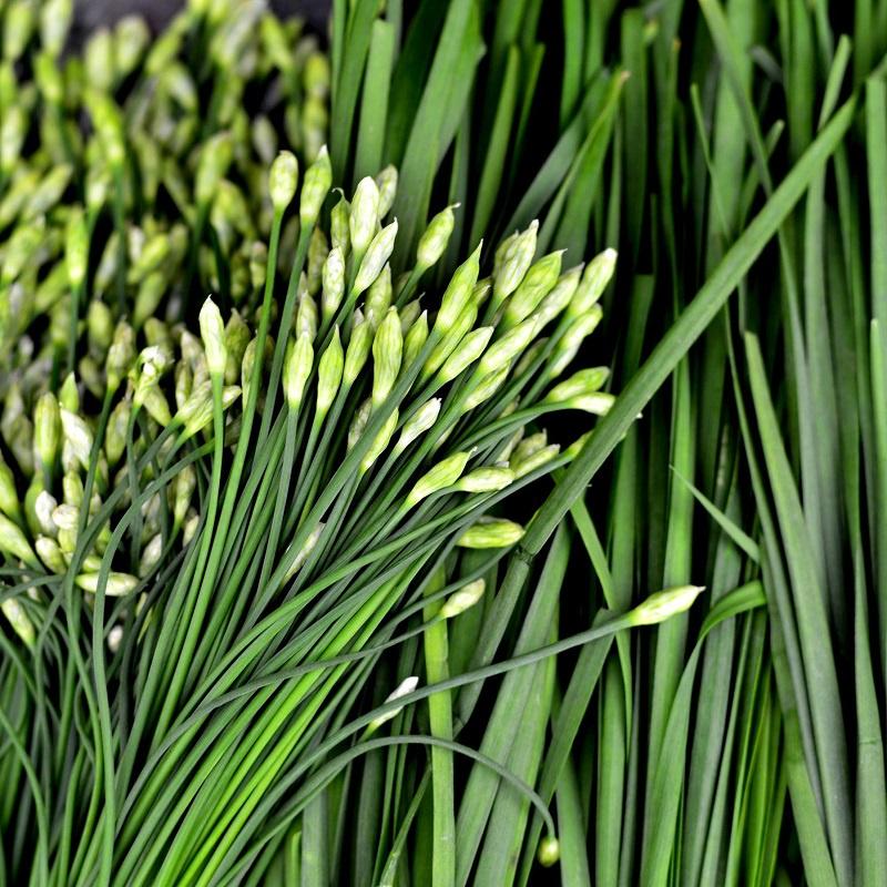 Hạt giống Hẹ Bông lâu năm
