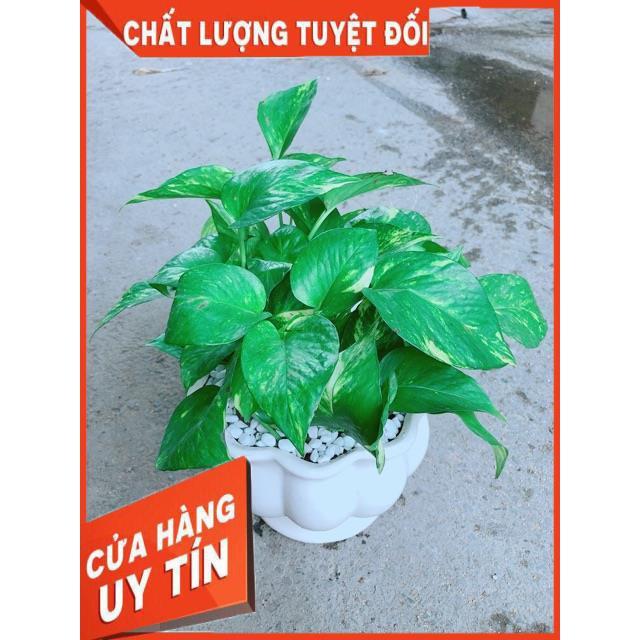 Chậu Trầu Bà Xanh