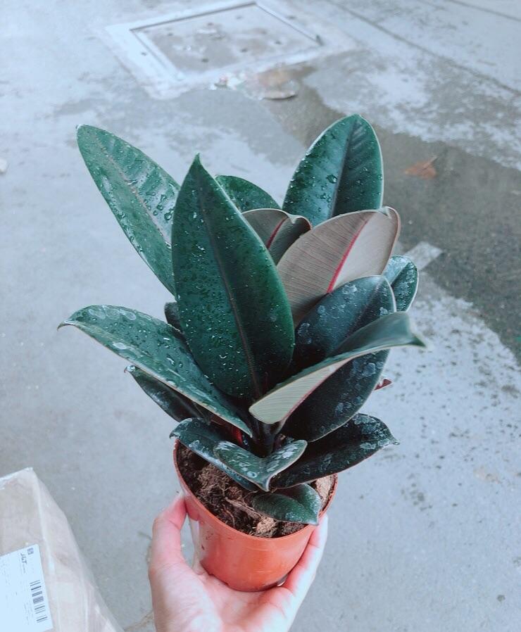 Chậu Cây Đa Búp Đỏ cây đẹp giống chuẩn