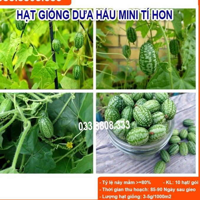 HẠT GIỐNG DƯA HẤU TÍ HON GÓI 20 HẠT- Nhanh Thu Hoạch