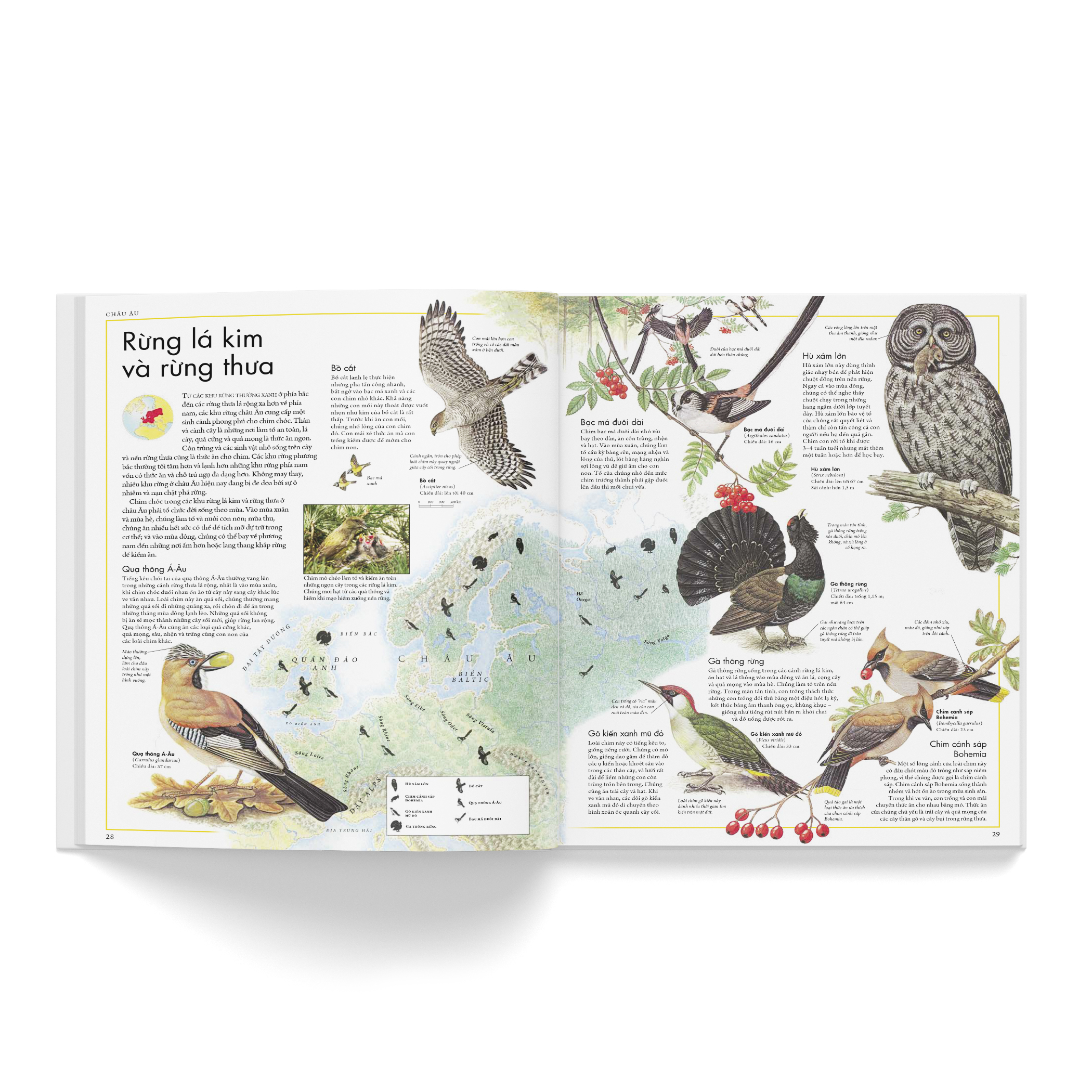 Combo 2 cuốn: Atlas động vật + Atlas các loài chim