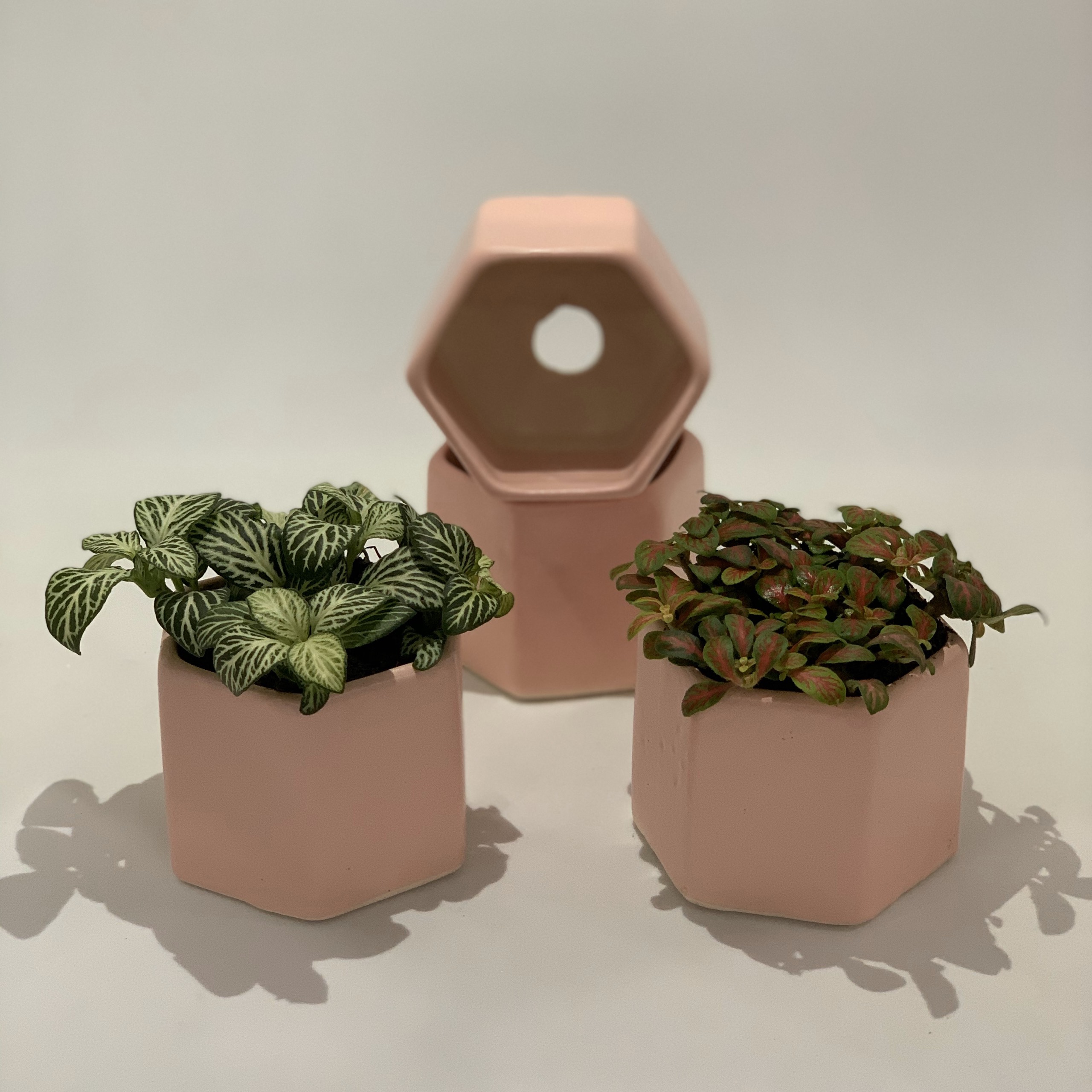 Bộ 2 Cây Mini Để Bàn - 6x6x8 Cm - Cây Cẩm Nhung ( Fittonia, May Mắn) & Chậu Trồng Cây Gốm Sứ Bát Tràng - Dáng Lục Giác Hồng - Lá Xanh & Đỏ