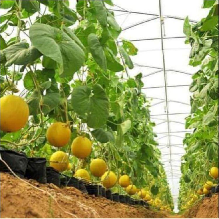 Hạt giống dưa kim cô nương Siêu Ngọt 10 hạt/gói