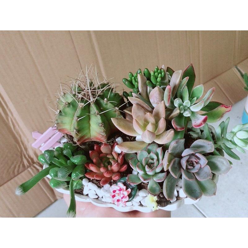 Chậu Sen Đá Xương Rồng Tiểu Cảnh