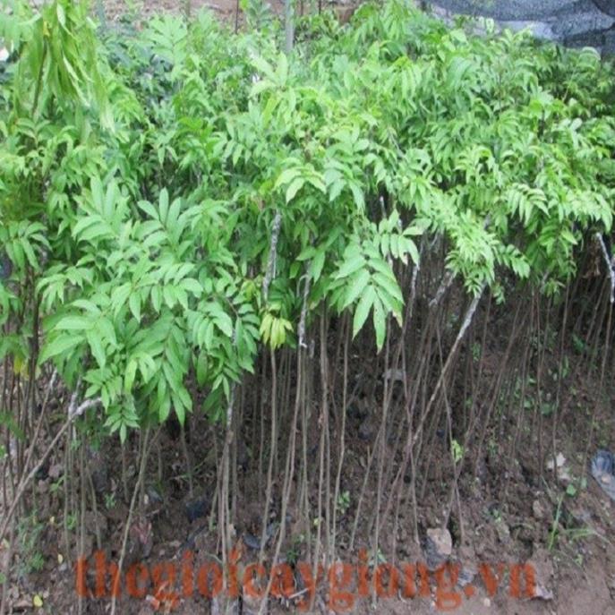 CÂY GIỐNG SẤU CHÙM, SẤU ĂN QỦA SIÊU NGON SIÊU QUẢ DÒNG QUẢ SỚM