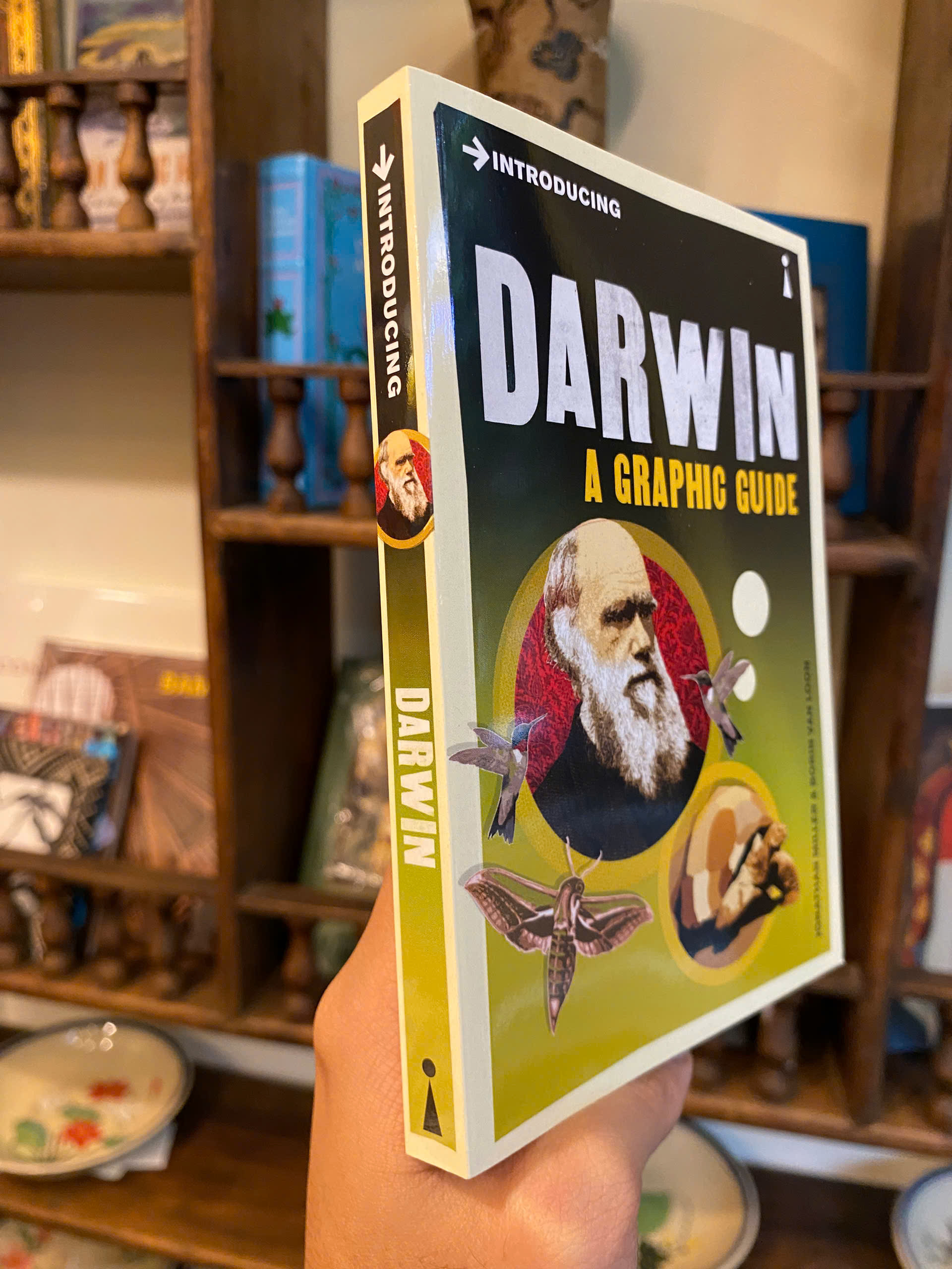Sách - Introducing Darwin: A Graphic Guide by Jonathan Miller - Science/Nonfiction book in English