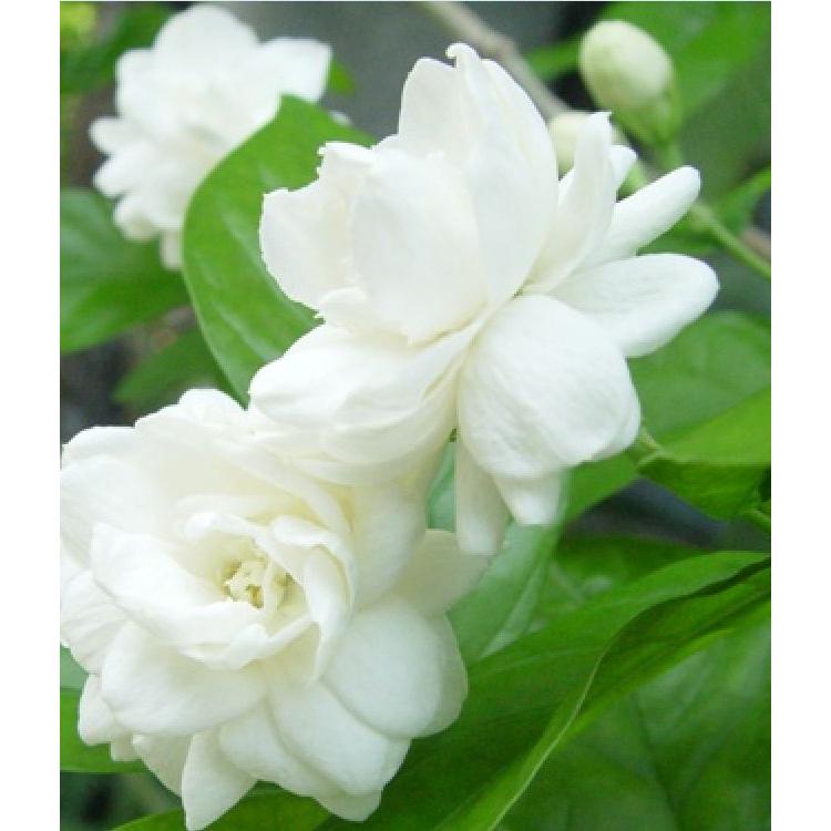 Hạt giống hoa nhài trắng - Gói 10 hạt-tặng kèm 3 viên nén ươm hạt