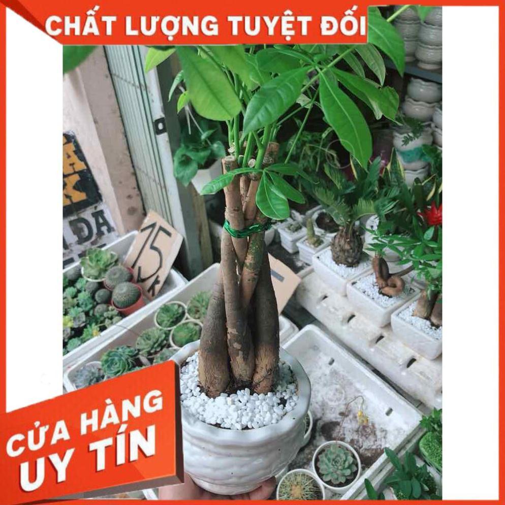 Chậu kim ngân thắt bím 5 thân Nhiều Người Mua