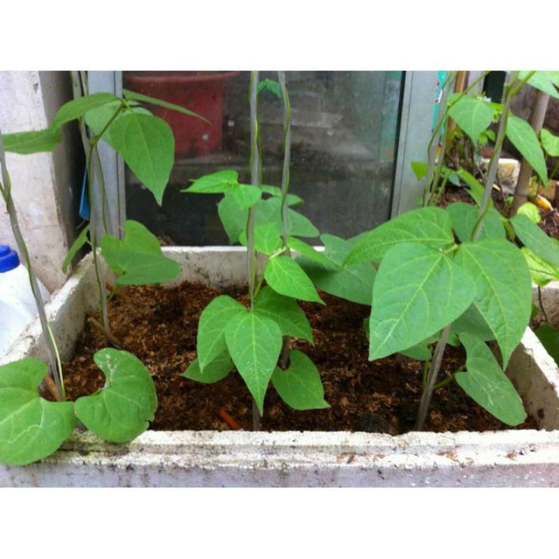 20gram hạt giống đậu cove xanh leo