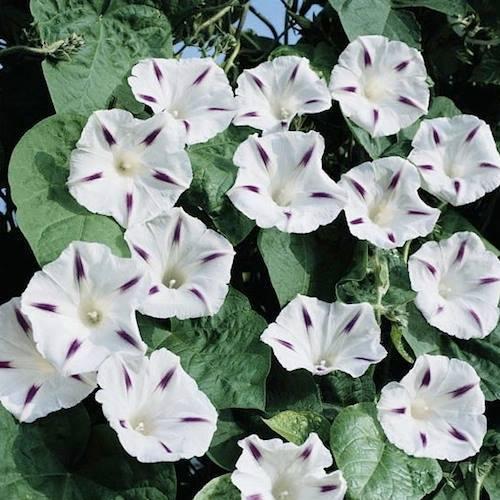 Hạt giống hoa bìm bìm dây leo nhiều màu CT388 - Gói 30 hạt