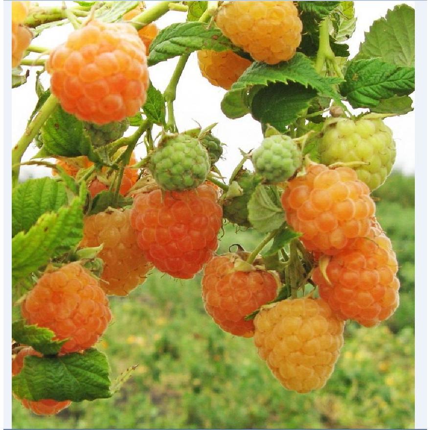 Hạt giống cây ăn trái mâm xôi vàng-Gói 30 hạt/tặng kèm gói phân bón lót