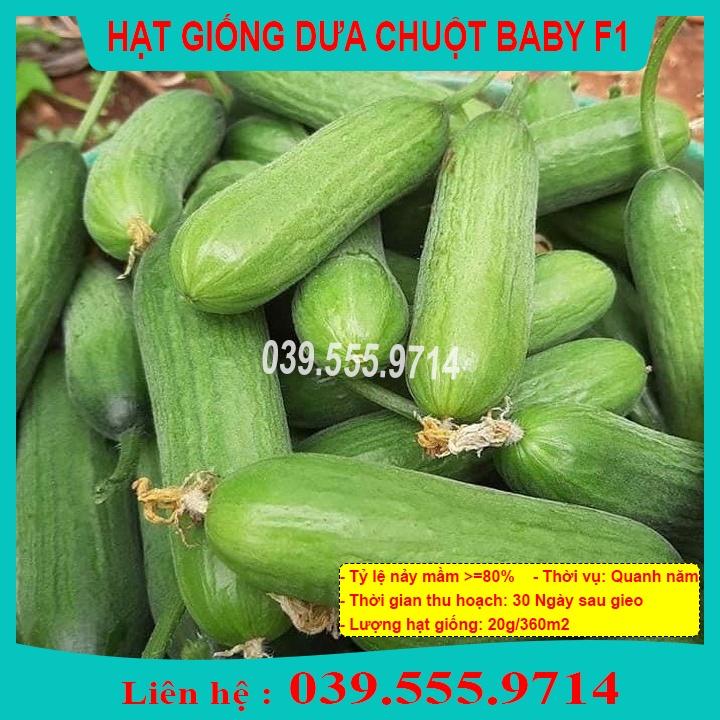 Hạt Giống Dưa Chuột Chùm Baby - Dưa Siệu Quả