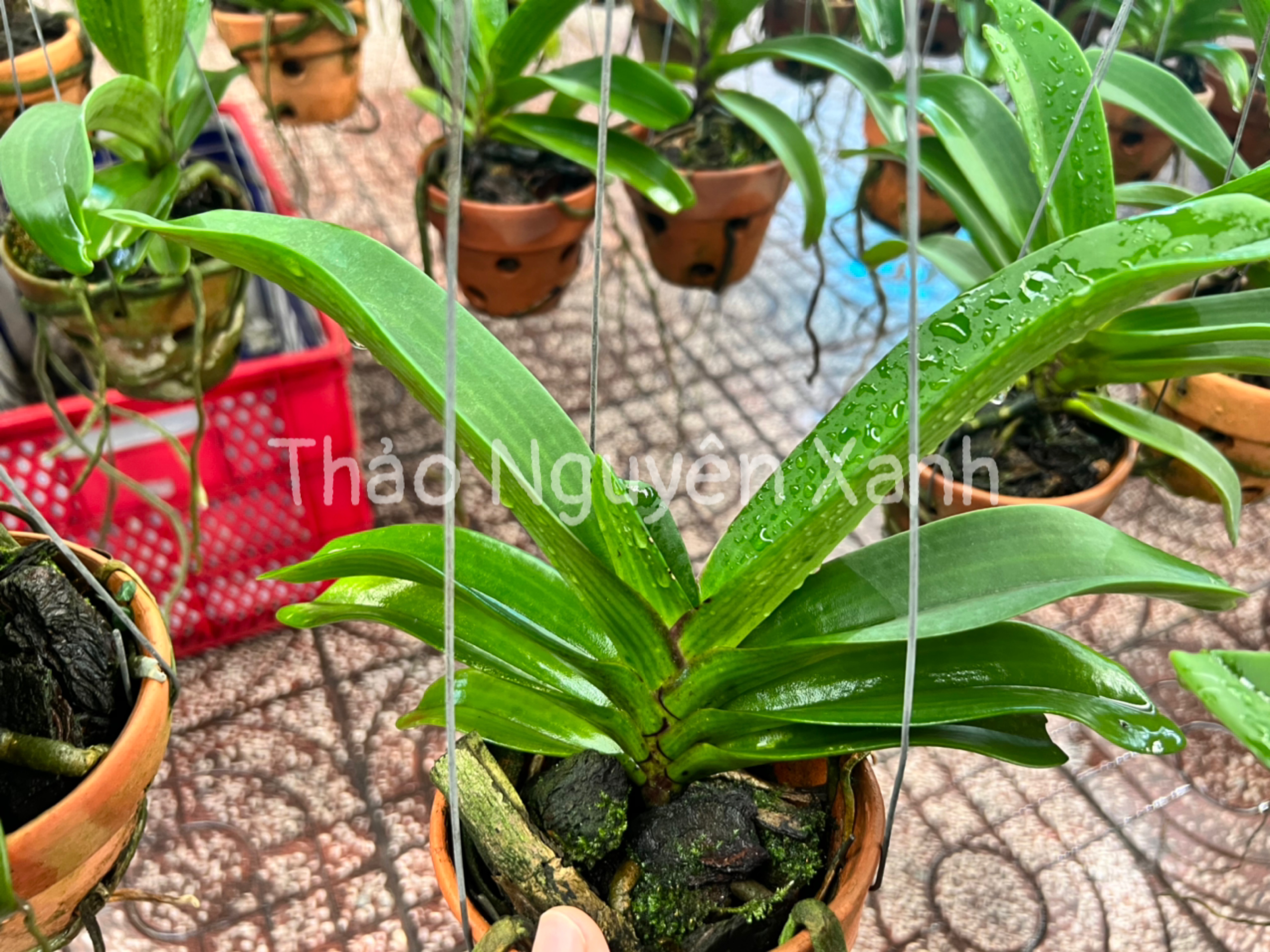 Đai Châu trung 4-5 cặp lá