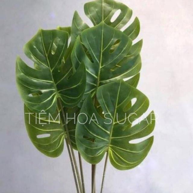 Cành lá trầu bà