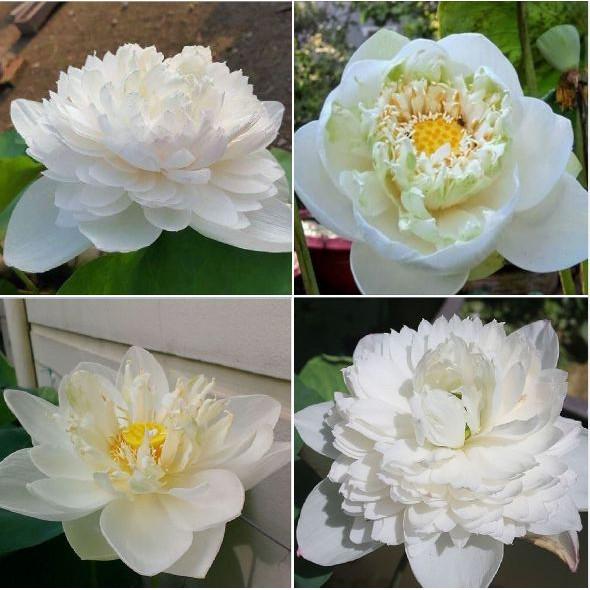 Hạt giống sen bách diệp hoa màu trắng