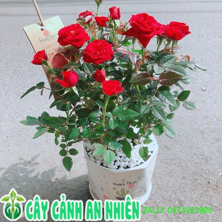 Chậu Cây Hoa Hồng Đỏ