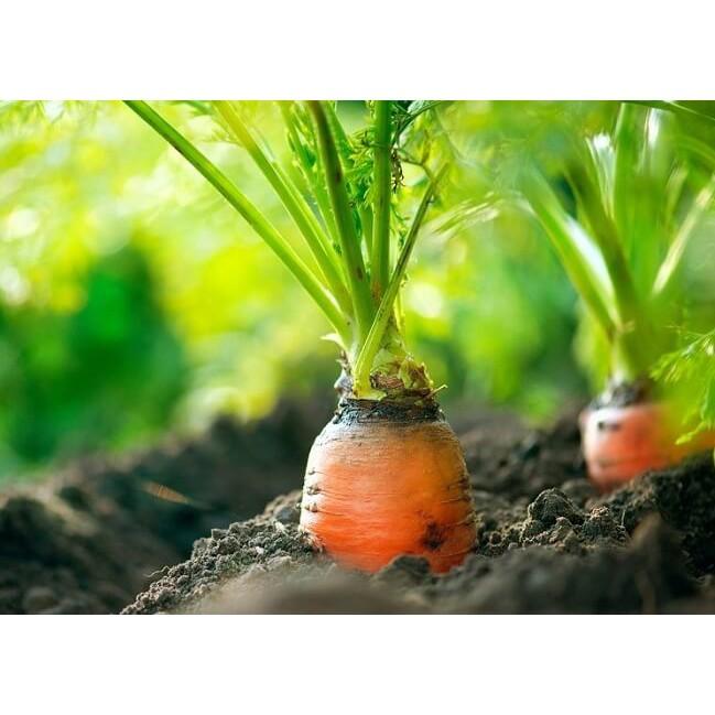 Hạt Giống Cà Rốt