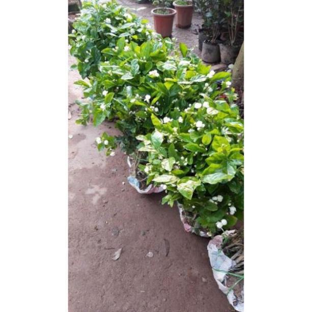 Hoa nhài khóm to sẵn hoa
