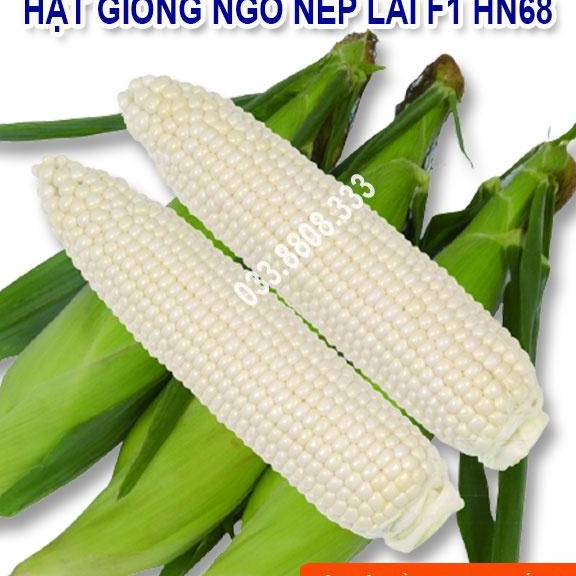 Hạt Giống Ngô Nếp Dẻo Thơm Ngon Đều Hạt HN68 500gram