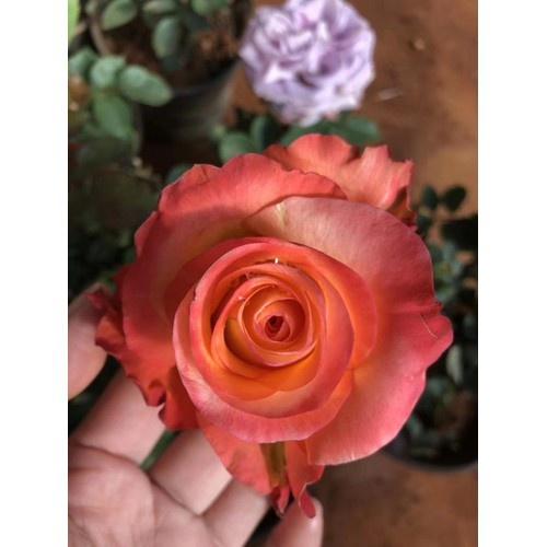 COMBO 5 cây giống hoa hồng ngoại gốc đại