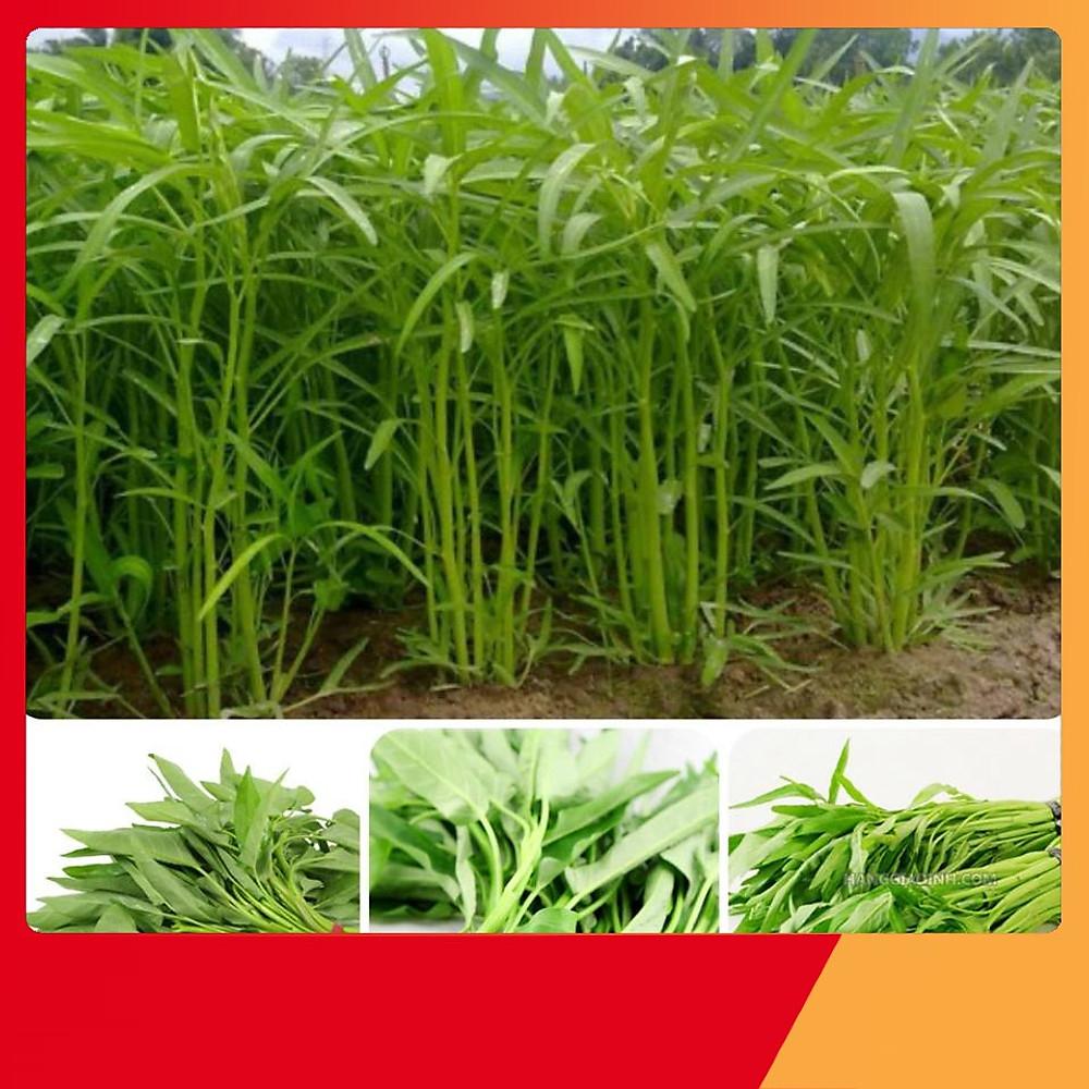 Hat Giống Rau Muống Lá Tre -