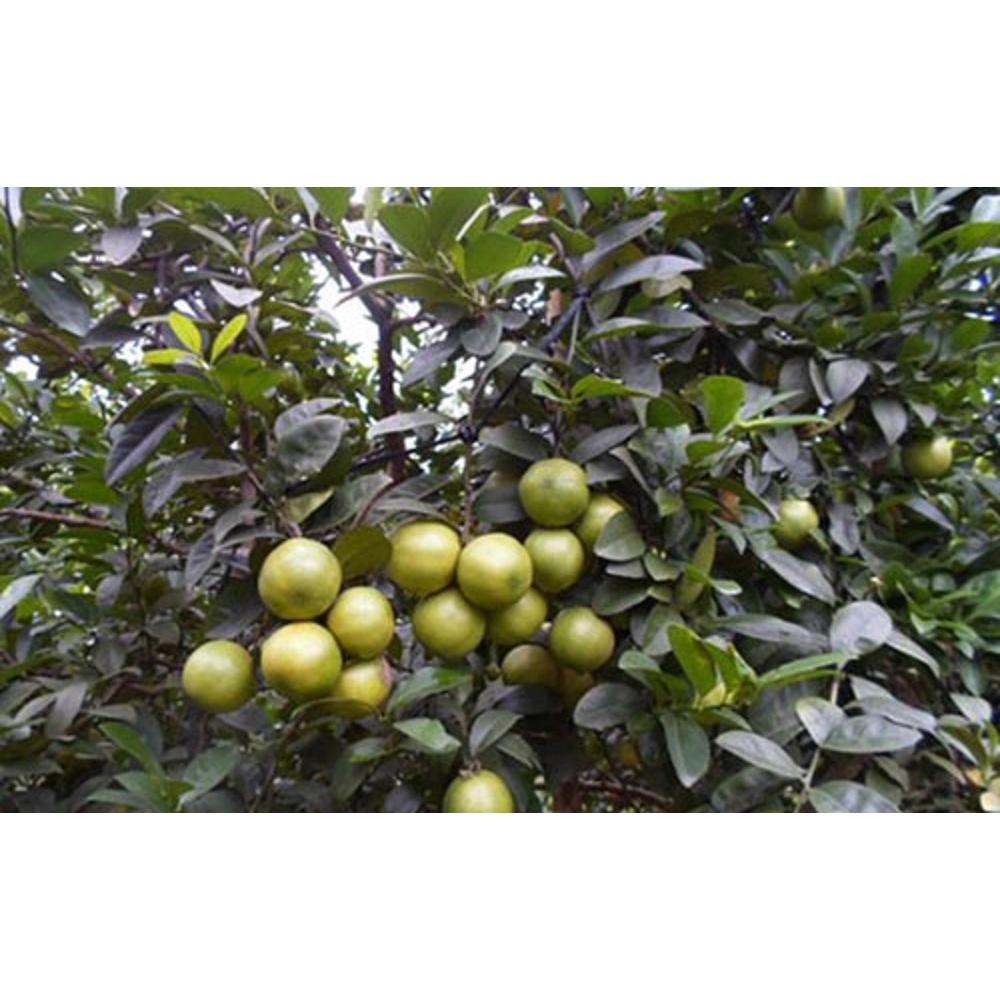Cây giống chanh đào dòng quả sớm