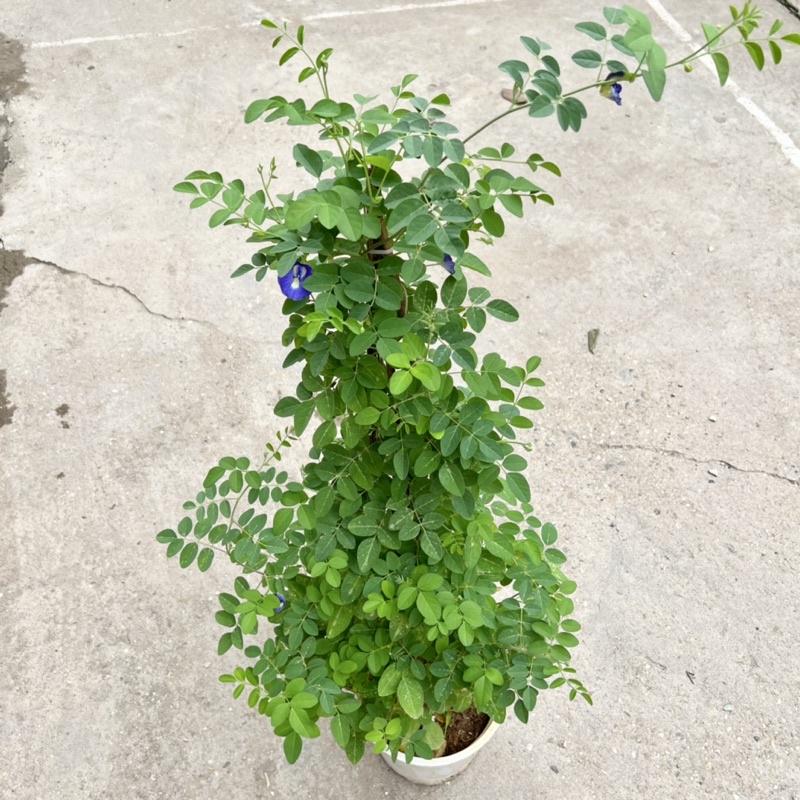 Chậu cây hoa đậu biếc cao 45-55cm, cây hoa leo giàn, ban công tạo bóng mát, trồng trang trí sân vườn