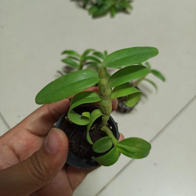 Hoa lan phi điệp chớp Mỹ lai cây cực đẹp