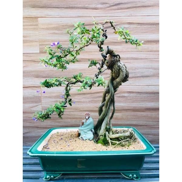 DÂY NHÔM CHUYÊN DÙNG BUỘC GÒ VÍT CÀNH, UỐN CÂY CẢNH MINI 0,9mm