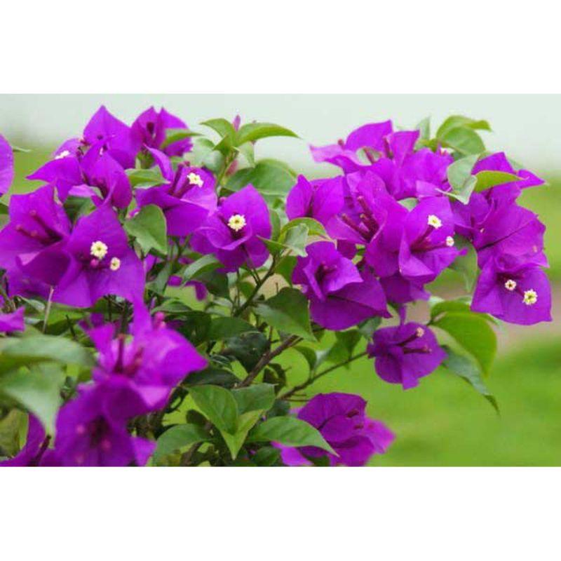 Hoa giấy màu tím Purple Queen