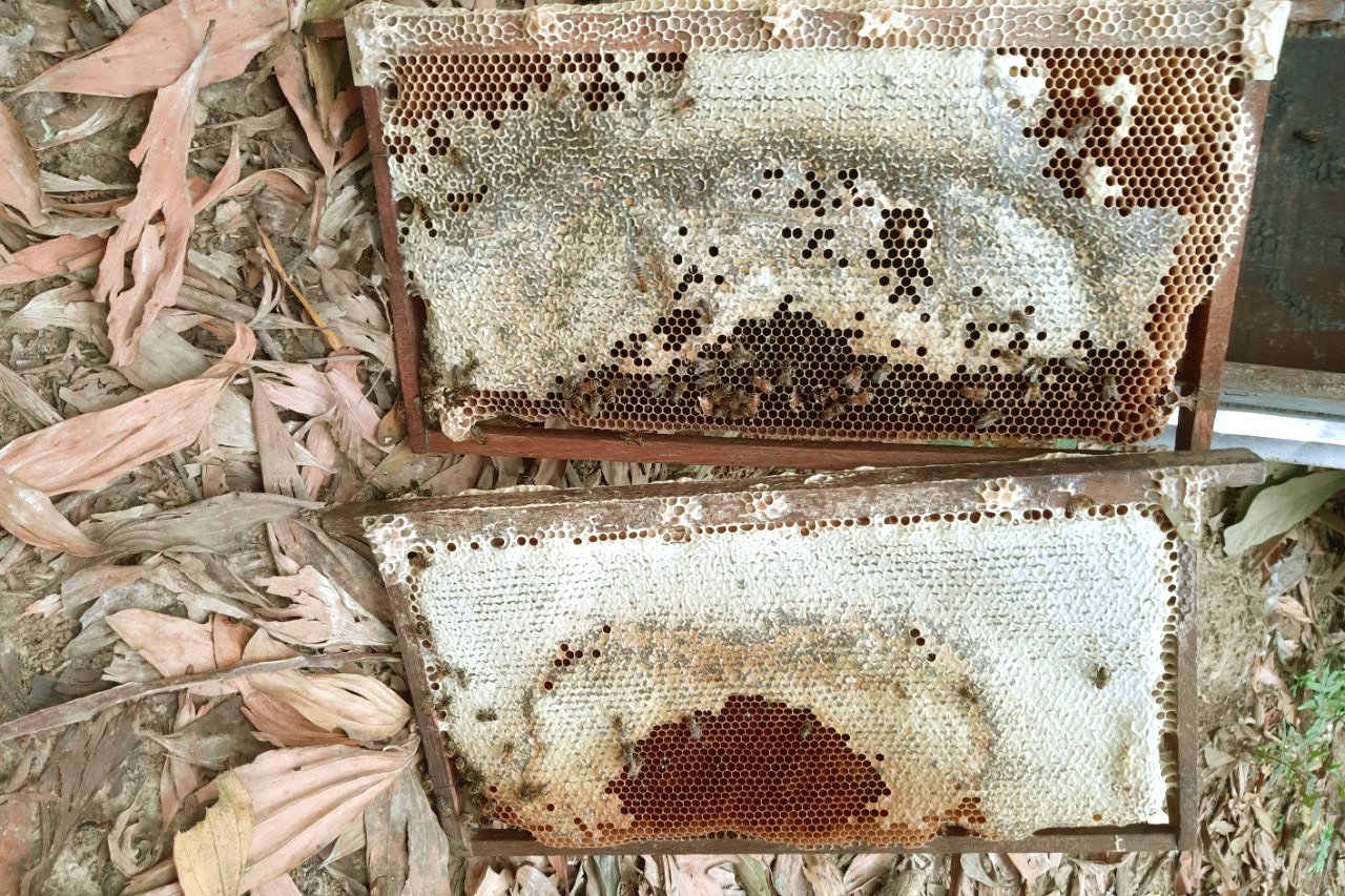 Combo 3 chai mật ong chín Honimore Rừng Phương nam 630g - TẶNG 2 chai mật ong hoa Xuyến Chi 500g