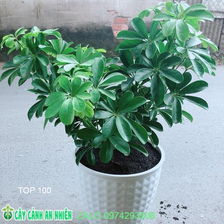 Chậu Cây Ngũ Gia Bì Size Đại