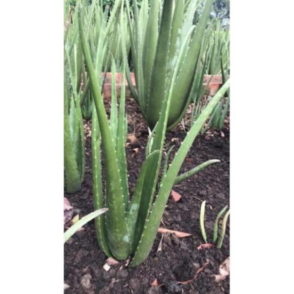 Combo nha đam trưởng thành