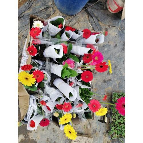 CHẬU HOA ĐỒNG TIỀN HÀ LAN CÁNH KÉP ĐỦ MÀU SIÊU ĐẸP - NCHDTHLKC