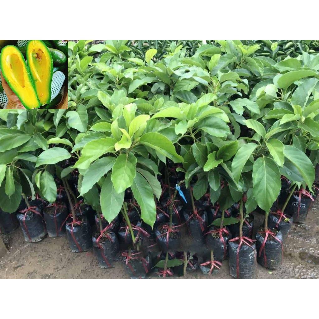 CÂY GIỐNG BƠ SÁP DA XANH