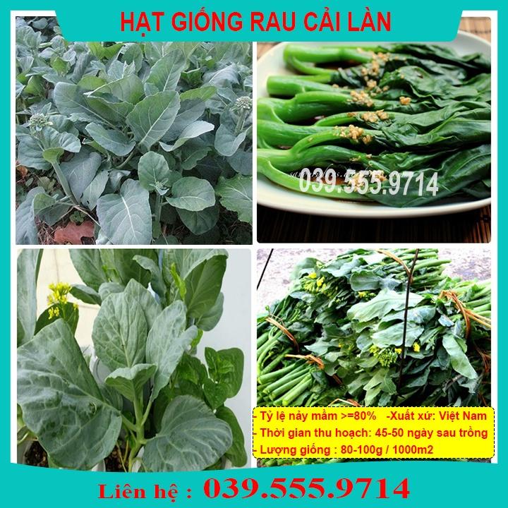 HẠT GIỐNG RAU CẢI LÀN - CẢI THÂN MẬP