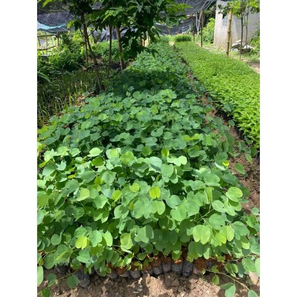 Cây giống hoa ban tây bắc. cây giống cao 20.25cm