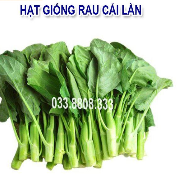 Hạt Giống Rau Cải Làn -Trồng Rau Tại Nhà