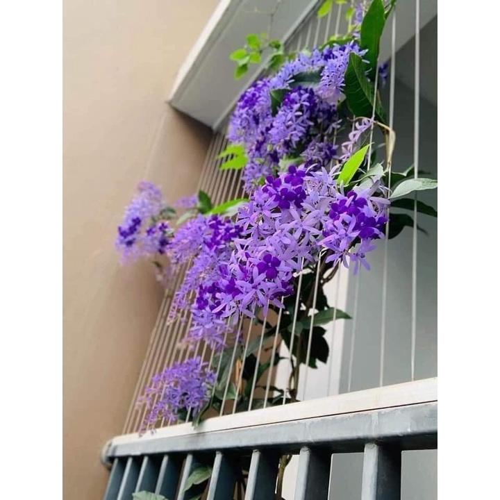 CÂY GIỐNG HOA MAI XANH THÁI