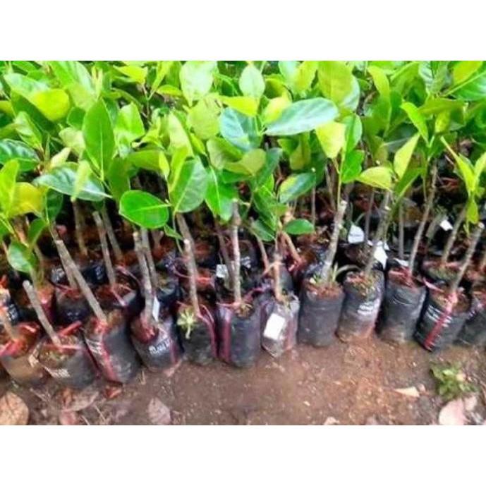 CÂY GIỐNG MÍT THÁI SIÊU SỚM - SIÊU TRÁI, NGỌT MÁT - CÂY GIỐNG CHUẨN F1