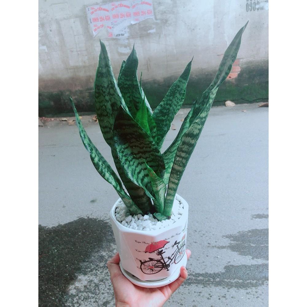 Chậu Lưỡi Hổ Thái Xanh