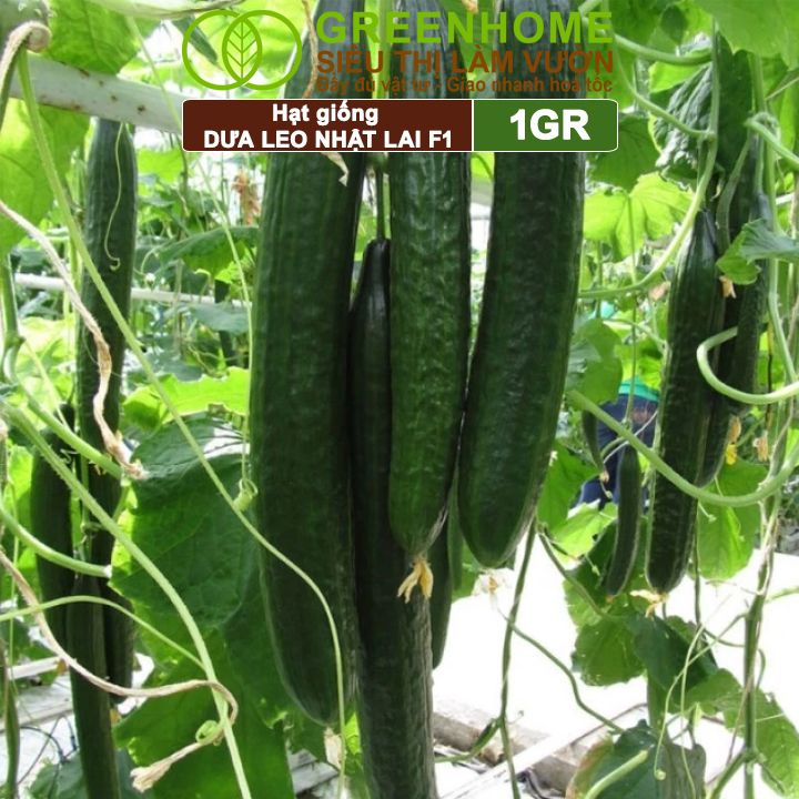 Hạt Giống Dưa Leo Nhật Lai F1 Greenhome, Gói 1GR, Dễ Trồng Quanh Năm, Nảy Mầm Cao, T24
