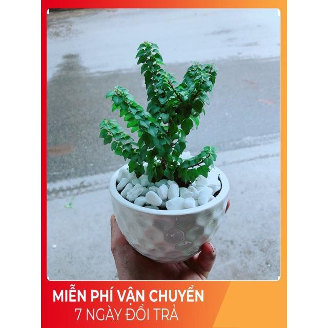 Chậu Cây Vân Sam