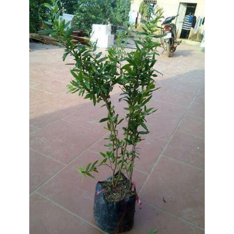 Lựu đỏ ấn độ .